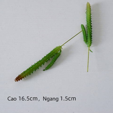 Cành sen  đá decor Trang trí nhà cửa, chậu cây     -   Sen đá 15