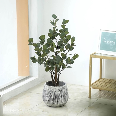 Cây kim tiền lá tròn (90cm) - LC3063