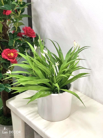 Chậu lan trắng để bàn LanDecor  - CC456