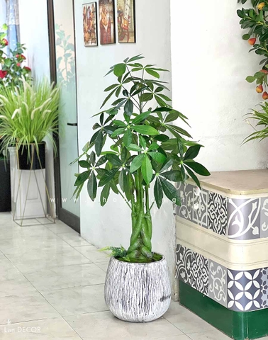 Cây Kim Ngân cây trang trí nhà sang trọng LanDecor (120cm) - LC2348