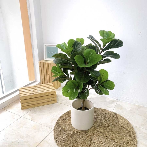 Cây bàng Singapore trang trí nội thất Landecor ( 105cm) - LC3170