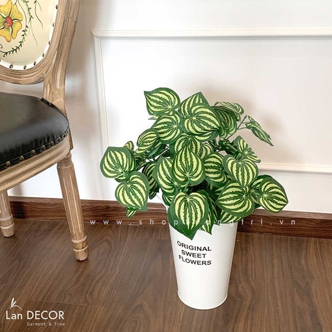 Chậu cây lá sọc dưa hấu để bàn trang trí Lan Decor - CC487