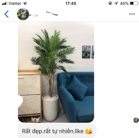 cây dừa giả