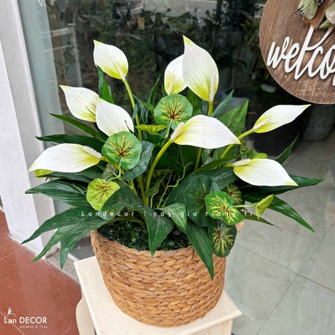 Giỏ Cây Giả Decor- Giỏ Hoa Lan Ý Trắng Thiết Kế Tiểu Cảnh Cửa Hiệu (60cm)- CC1351