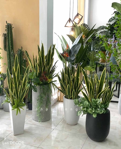CHẬU CÂY LƯỠI HỔ MIX TRANG TRÍ TIỂU CẢNH (110CM) - CC423
