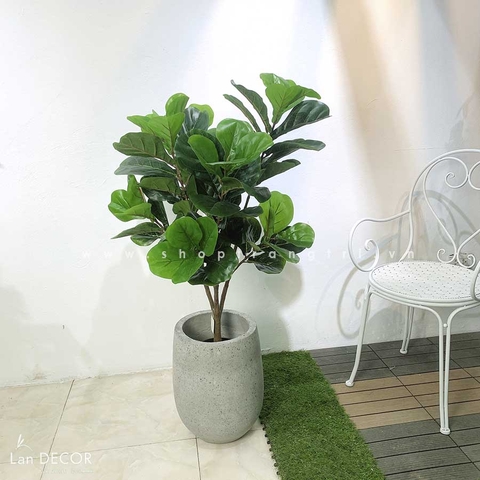 Cây bàng Singapore trang trí nội thất Landecor ( 105cm) - LC3170