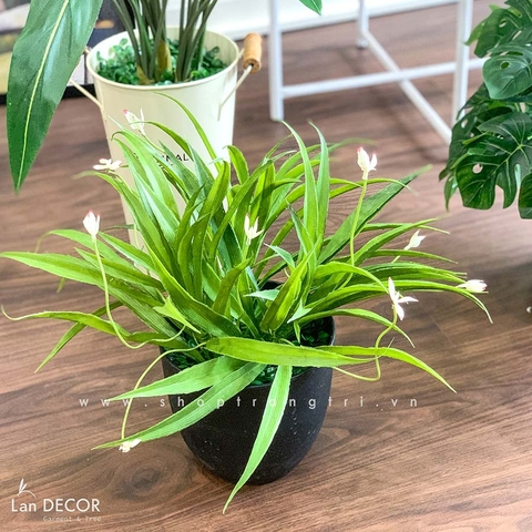 Chậu lan trắng để bàn LanDecor  - CC486