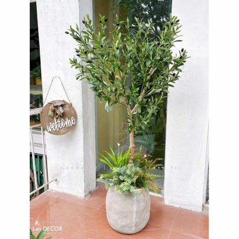 Cây Oliu Giả Trang Trí- Cây Olive Giả Decor Văn Phòng (140cm)- CC1380