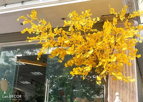 Chậu cây ngân hạnh trang trí nội thất Lan Decor (2m8) - CC476