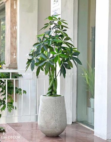 Cây Kim Ngân cây trang trí nhà sang trọng LanDecor (120cm) - LC2348