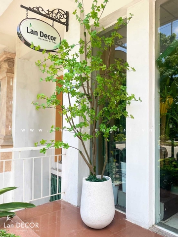 CÂY THẠCH NAM NHẬT BẢN LANDECOR (2M5) - CC645