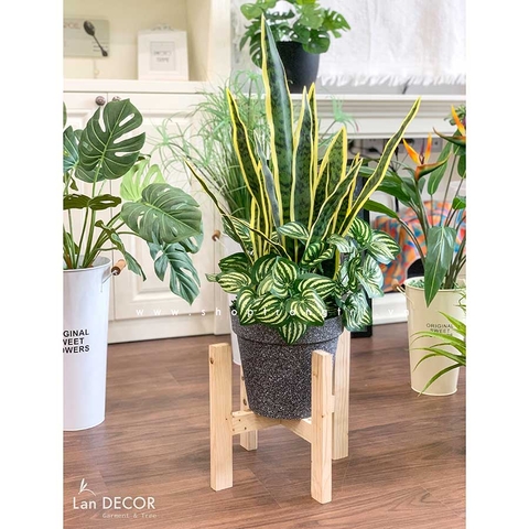 CHẬU CÂY LƯỠI HỔ MIX TRANG TRÍ TIỂU CẢNH (80CM) - CC494