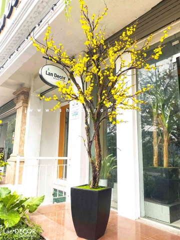 Cây mai vàng mùa xuân đẹp độc đáo Lan Decor (2,5m) - CC561
