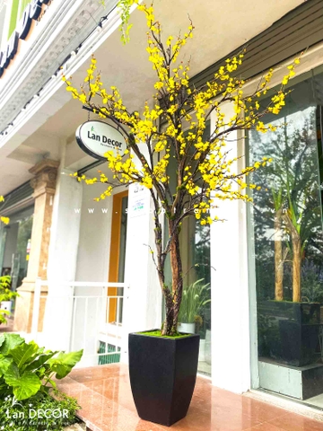 Cây mai vàng mùa xuân đẹp độc đáo Lan Decor (2,5m) - CC561
