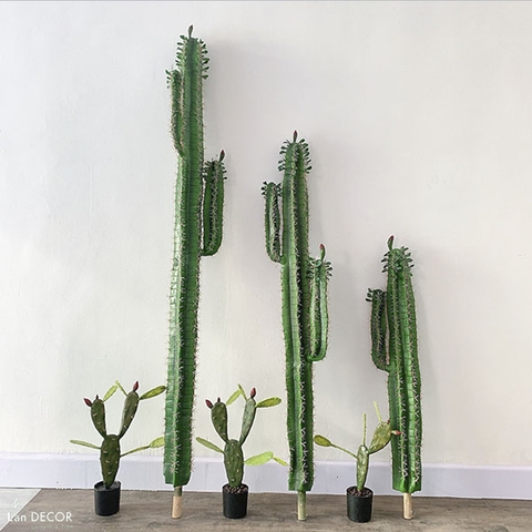 chậu cây xương rồng