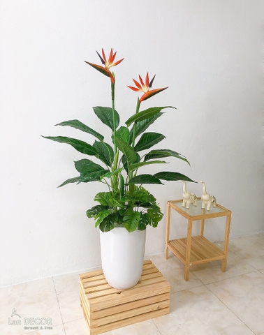 CÂY THIÊN ĐIỂU PHỐI TIỂU CẢNH PHONG CÁCH NHIỆT ĐỚI (100cm) - LC2947 MIX