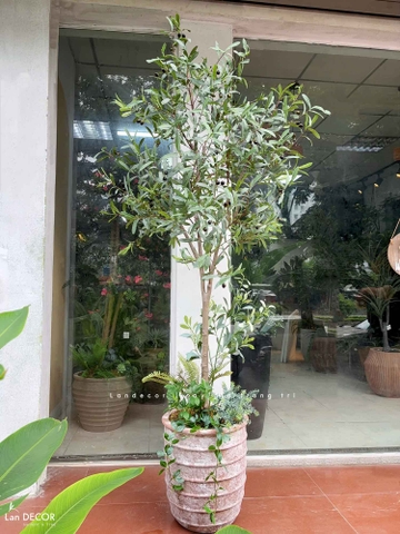 Cây Giả Thiết Kế - Cây Oliu Lá Bạc Giả Trang Trí Tiểu Cảnh - CC1434