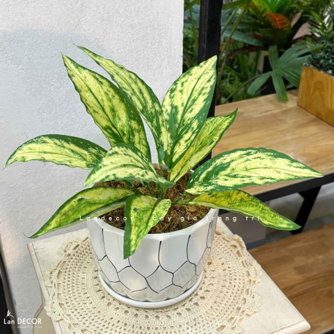 Cây Giả Decor- Chậu Cây Lá Đốm Giả Để Bàn Decor Tự Nhiên (30cm)- CC1477