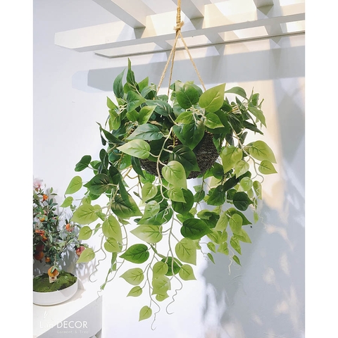 Giỏ cây Vạn Niên Thanh treo tường trang trí nội thất LanDecor - CC435