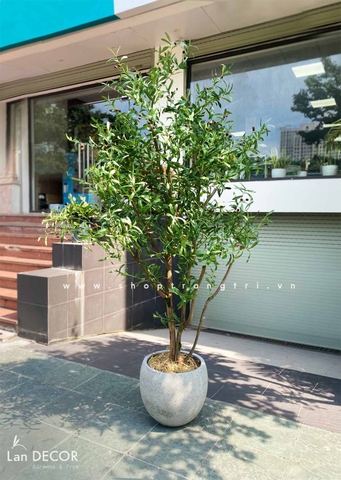 Cây Oliu trang trí nội thất LanDecor (240cm) - CC666