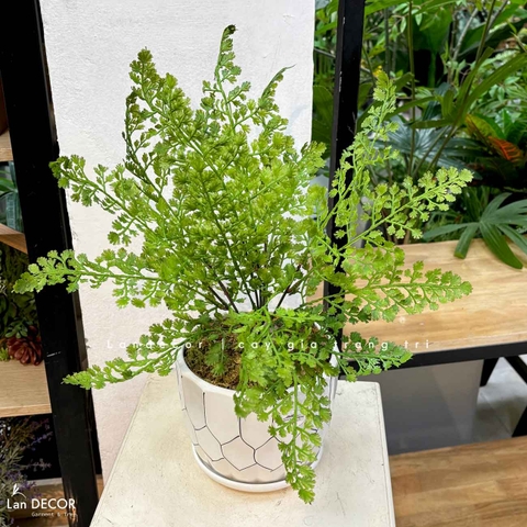 Cây Giả Để Bàn - Chậu Cây Dương Xỉ Gỉa Trang Trí Tiểu Cảnh (47cm) - CC1480