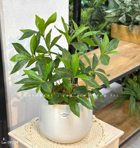 Cây Giả Để Bàn - Cây Kim Ngân Lượng Giả Trang Trí Để Bàn Thu Hút (45cm) - CC1501