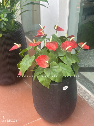 Cây Giả Tiểu Cảnh - Chậu Cây Hồng Môn Giả Decor Không Gian Độc Đáo (70cm)- CC1343