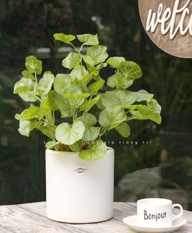 Cây Giả Để Bàn - Bụi Sen Cạn Xanh Giả Decor Bàn Làm Việc (40cm)- CC1500