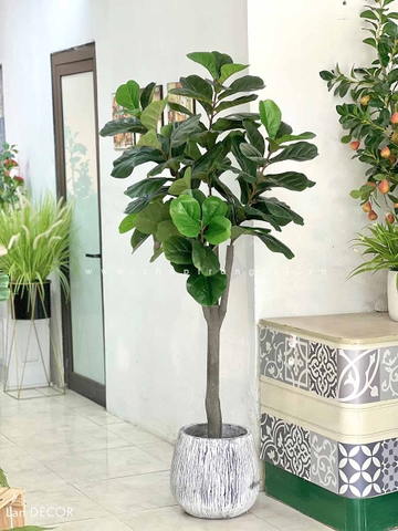 cây bàng giả