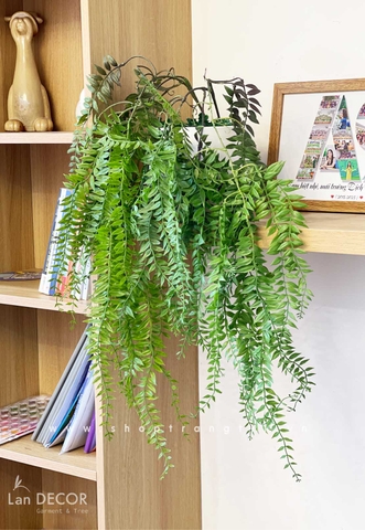 CHẬU DƯƠNG XỈ RỦ - CC660