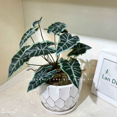 Cây Giả Để Bàn- Chậu Cây Lá Khoai Giả Decor (40cm)- CC1473