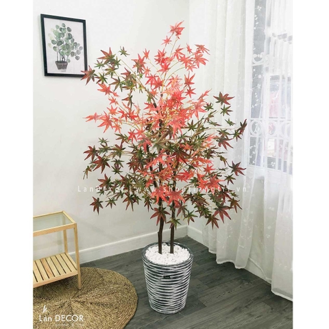 CHẬU CÂY PHONG LÁ LOANG ĐỎ TRANG TRÍ NỘI THẤT LAN DECOR - CC291
