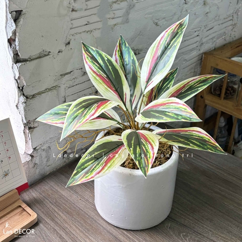 Cây Giả Trang Trí- Chậu Cây Vạn Lộc Giả Để Bàn Trang Trí Không Gian Tạo Điểm Nhấn (45cm) - CC1456