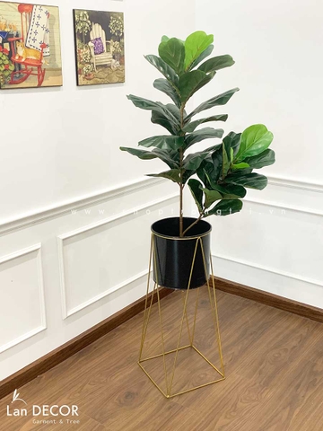 cây bàng singapore giả