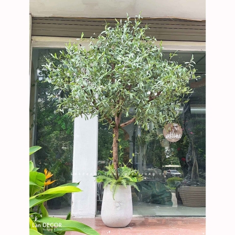 Cây Oliu Giả Trang Trí- Cây Olive Giả Lá Bạc Trang Trí Tiểu Cảnh Văn Phòng- CC1422