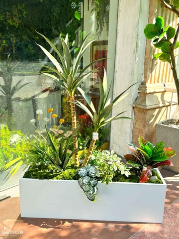 Bồn Cây Trang Trí - Bồn Tiểu Cảnh Cây Yucca Trang Trí Độc Đáo (110x45x130cm)- BC304