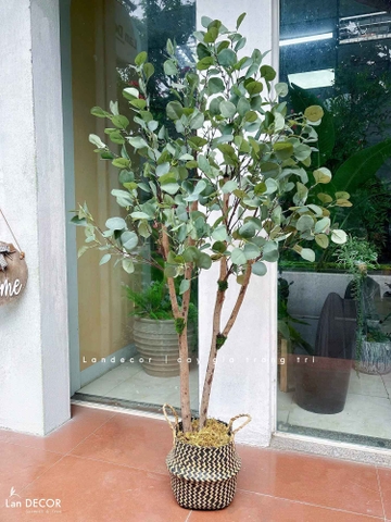 Cây Cảnh Giả- Chậu Cây Bạch Đàn Giả Thiết Kế Đẹp Tự Nhiên - CC1444