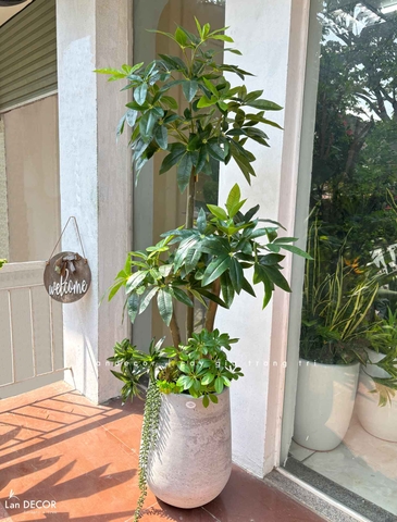 Cây Giả Trang Trí- Cây Kim Ngân Giả Trang Trí Nội Thất Văn Phòng- CC1495