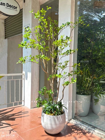 Cây Giả Tiểu Cảnh - Cây Bàng Nhật Giả Lá Xanh Decor Cửa Hiệu, Quán Cafe- CC1493