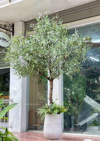 Cây Oliu Giả Trang Trí- Cây Olive Giả Lá Bạc Trang Trí Tiểu Cảnh Văn Phòng- CC1422