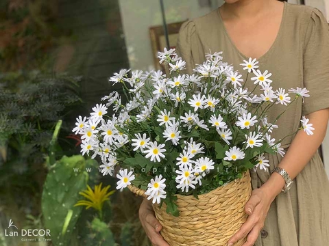 GIỎ HOA CÚC HỌA MI TRẮNG ĐẸP LAN DECOR - CC443