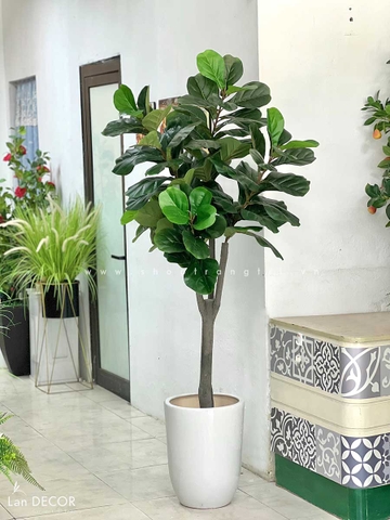 cây bàng giả