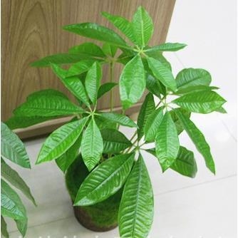 Cành lá giả- Cành Lộc Vừng trang trí tạo không gian tươi mát (18 lá) - HC581