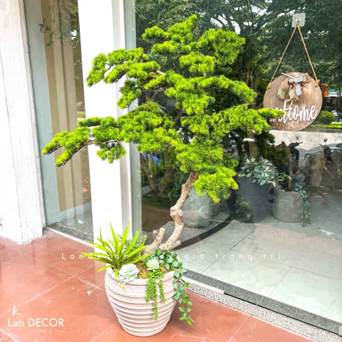 Cây Bonsai Giả- Cây Tùng Giả Dáng Bonsai Thiết Kế Lan Decor (150cm)- CC1377