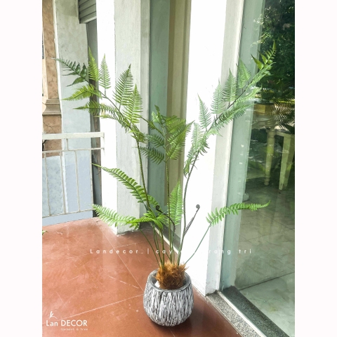 Dương Xỉ Tiểu Cảnh- Dương Xỉ Culi Trang Trí Bồn Rêu Tiểu Cảnh (130cm)- CC1391