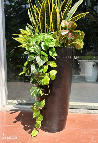 Cây Giả Decor - Chậu Cây Lưỡi Hổ Giả Decor Không Gian Ấn Tượng (140cm)- CC1488