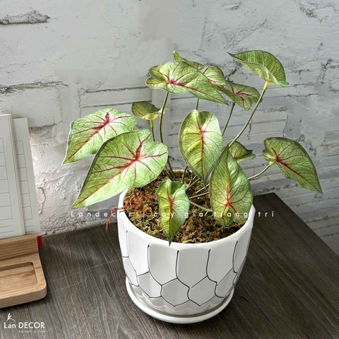 Cây Giả Để Bàn- Chậu Cây Lá Khoai Giả Decor (40cm)- CC1473