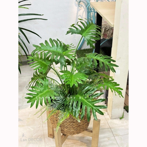 Giỏ Cây Trang Trí - Giỏ Cây Trầu Bà Thanh Xuân Decor Không Gian Xanh Mát (55cm)- CC1346