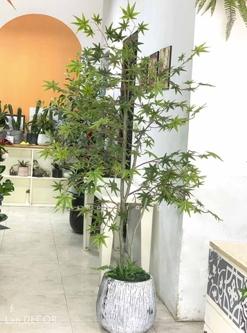 CÂY PHONG LÁ XANH TRANG TRÍ NHÀ ĐẸP LANDECOR (190cm) - CC444