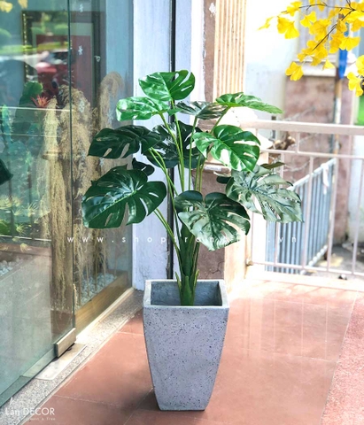 Cây lá rùa trang trí nhà đẹp hiện đại 90cm - LC2475-1